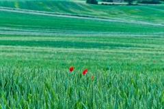 etapa3-camino-2