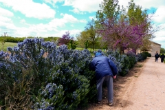 etapa-6-camino-010